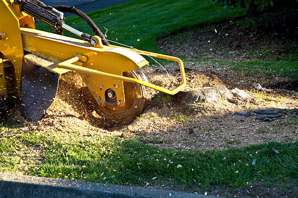 Trusted Slippery Rock, PA Tree Care  Experts