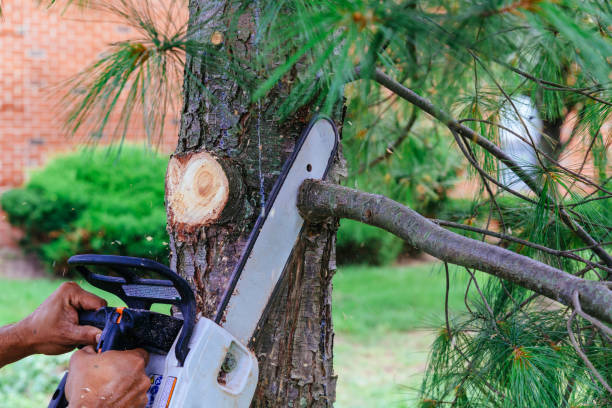 How Our Tree Care Process Works  in  Slippery Rock, PA